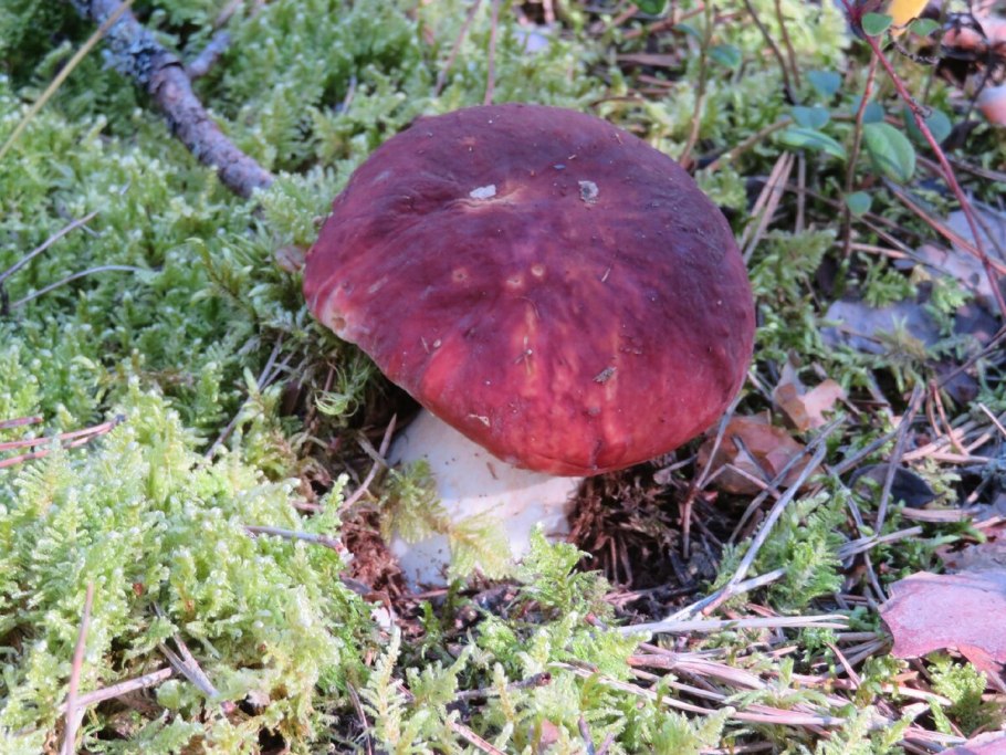 Сыроежка гриб