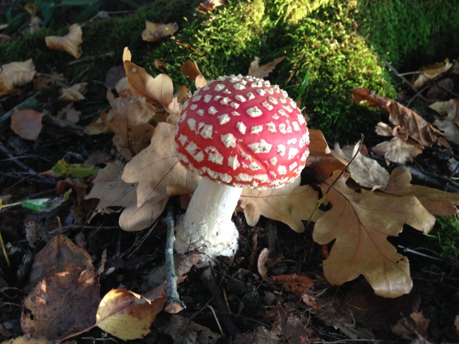 Сыроежка гриб ложный