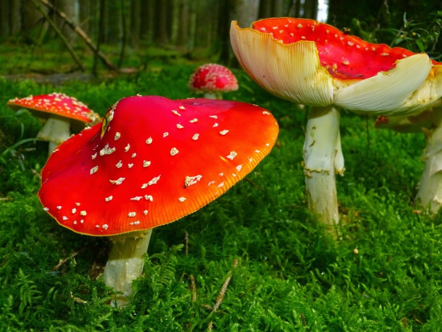 Сыроежка красная