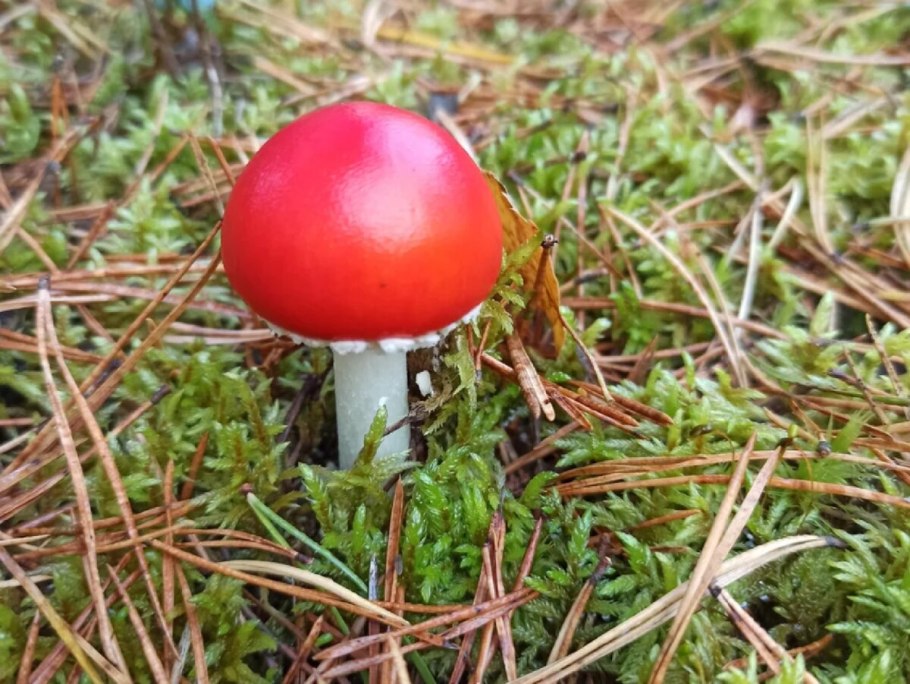 Сыроежка гриб