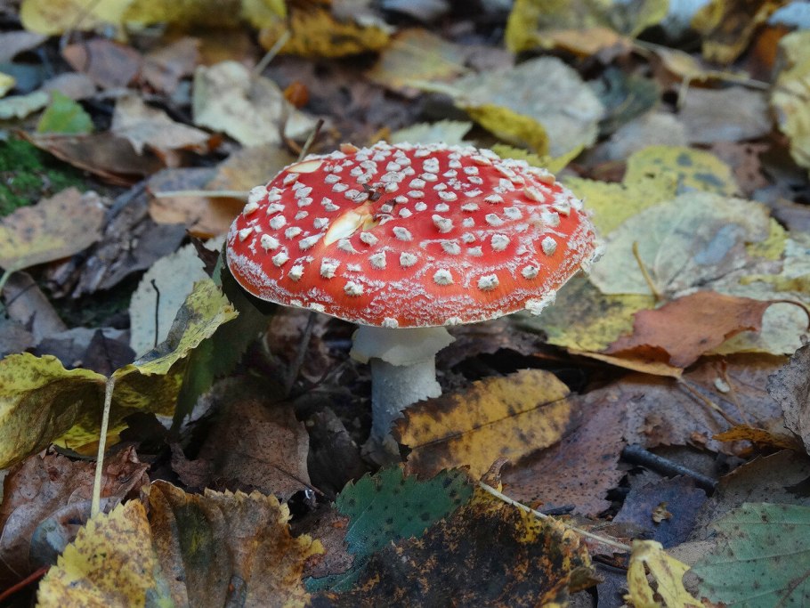 Сыроежка Королевская