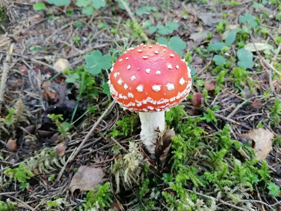 Fungi Thera мухомор красный