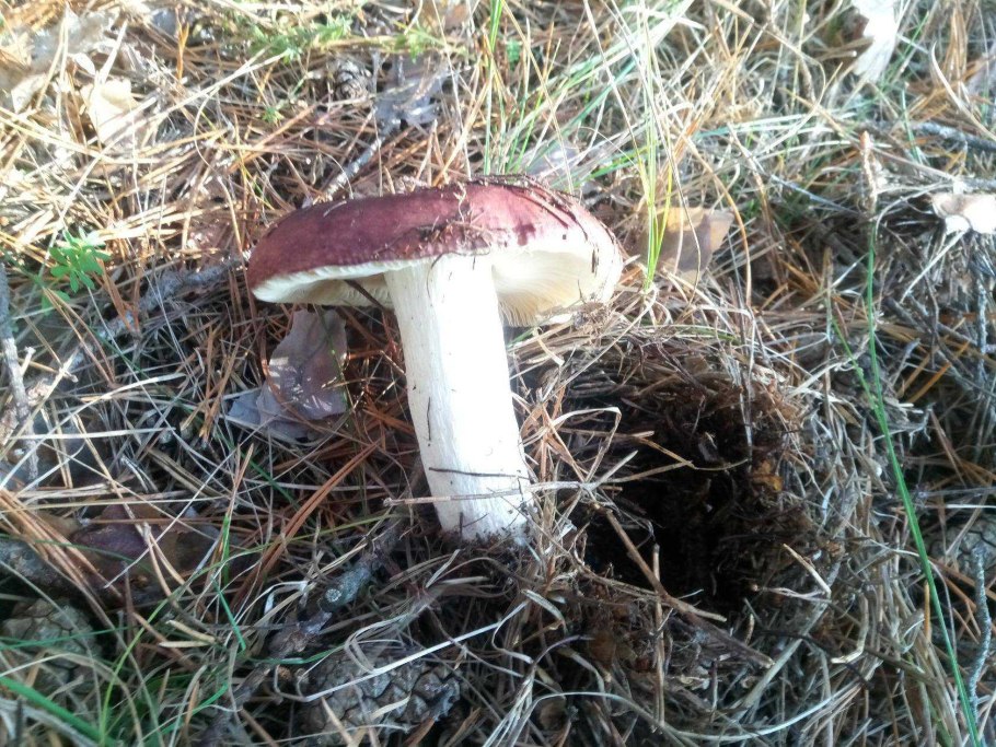 Рыжая поганка гриб