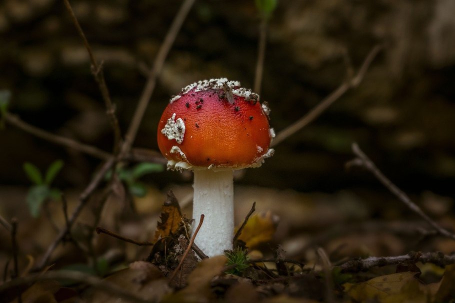 Сыроежки на зиму