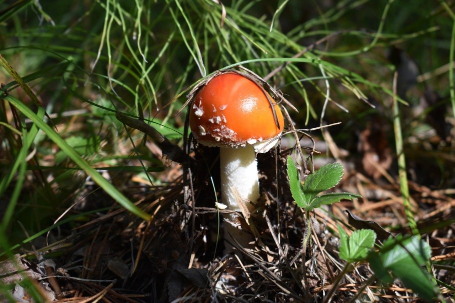 Мухомор желтоножковый
