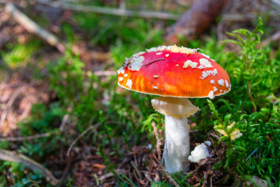 Летающий мухомор