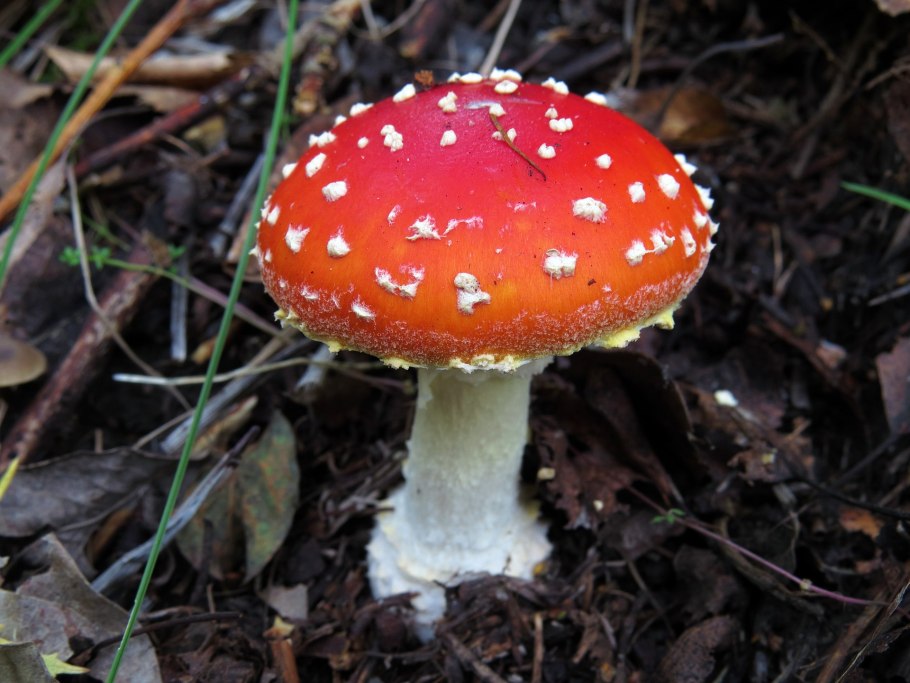 Мухомор белый гриб поганка сыроежка