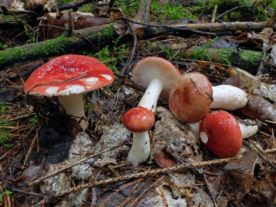 Виды грибов мухомор