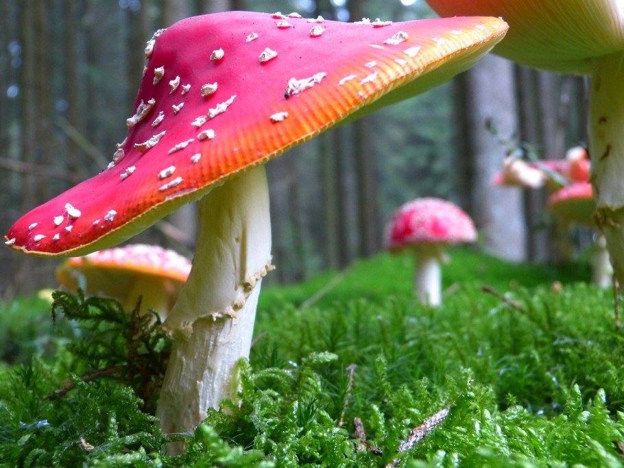 Поплавок белоснежный Amanita nivalis