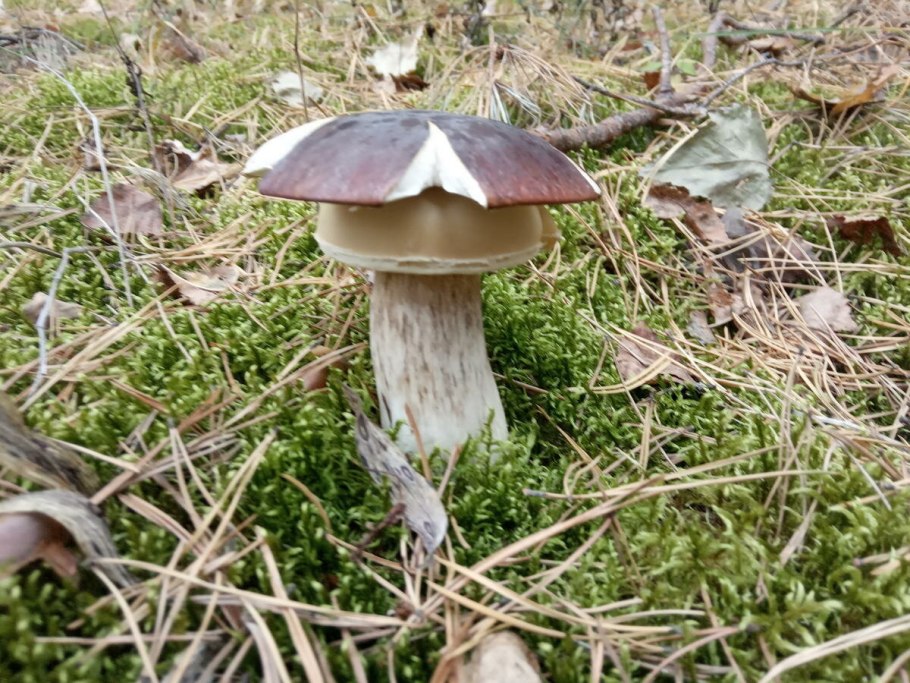 Для дачи большие зонты грибы мухоморы