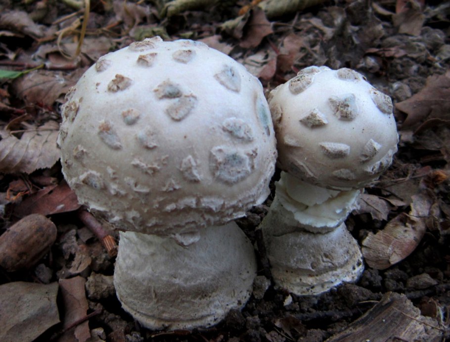 Мухомор шишковидный Amanita