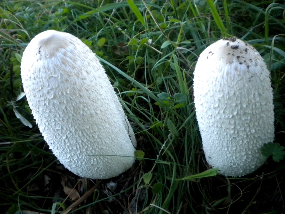 Гриб похожий на губку