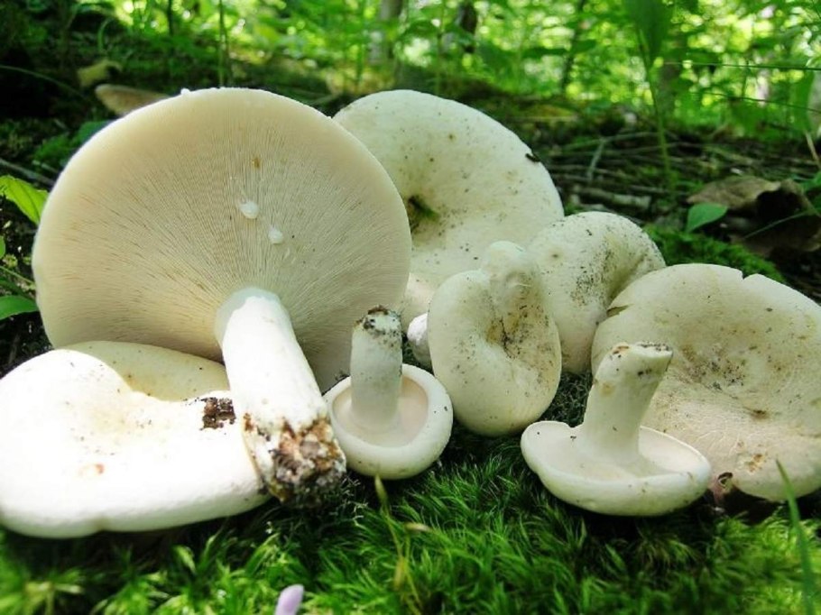 Груздь сизоватый Lactarius glaucescens