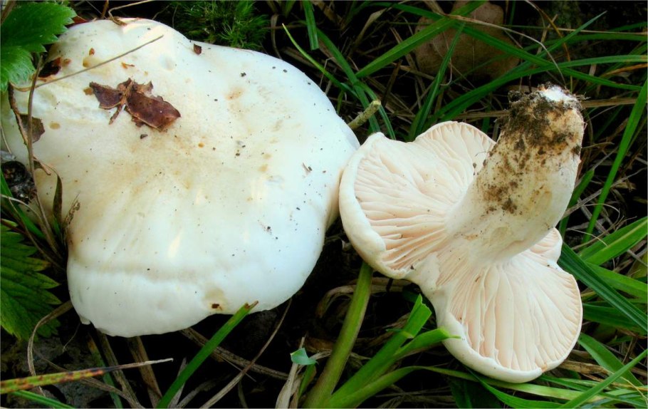 Гигрофор букововидный