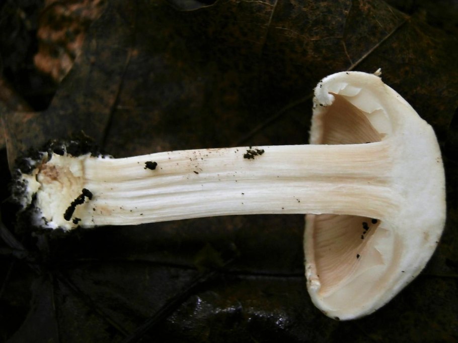 Гебелома клейкая валуй ложный