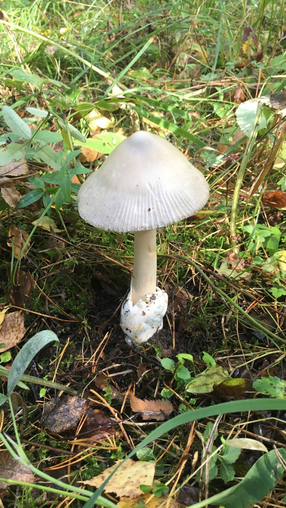 Белый гриб с длинной шляпкой