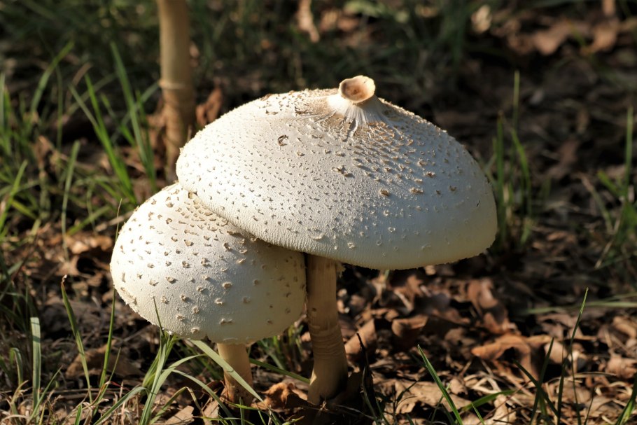 Agaricus ostreatus
