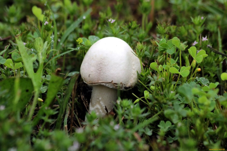 Шампиньон Бернарда (лат. Agaricus bernardii)