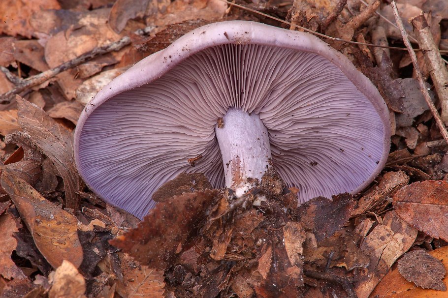 Гриб Tricholoma Stans