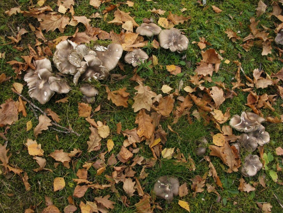 Дневник грибника рядовки