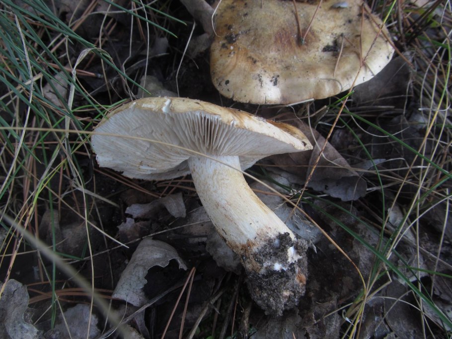 Гриб рядовка серая