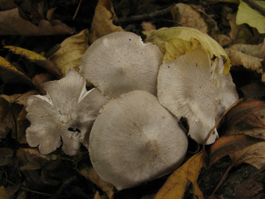 Рядовка резная Tricholoma scalpturatum