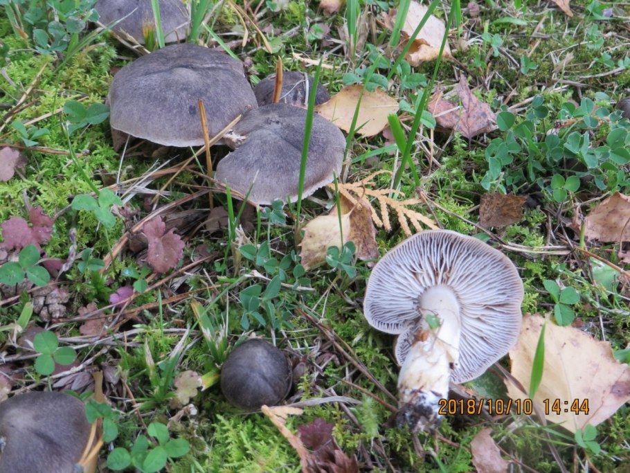 Tricholoma terreum