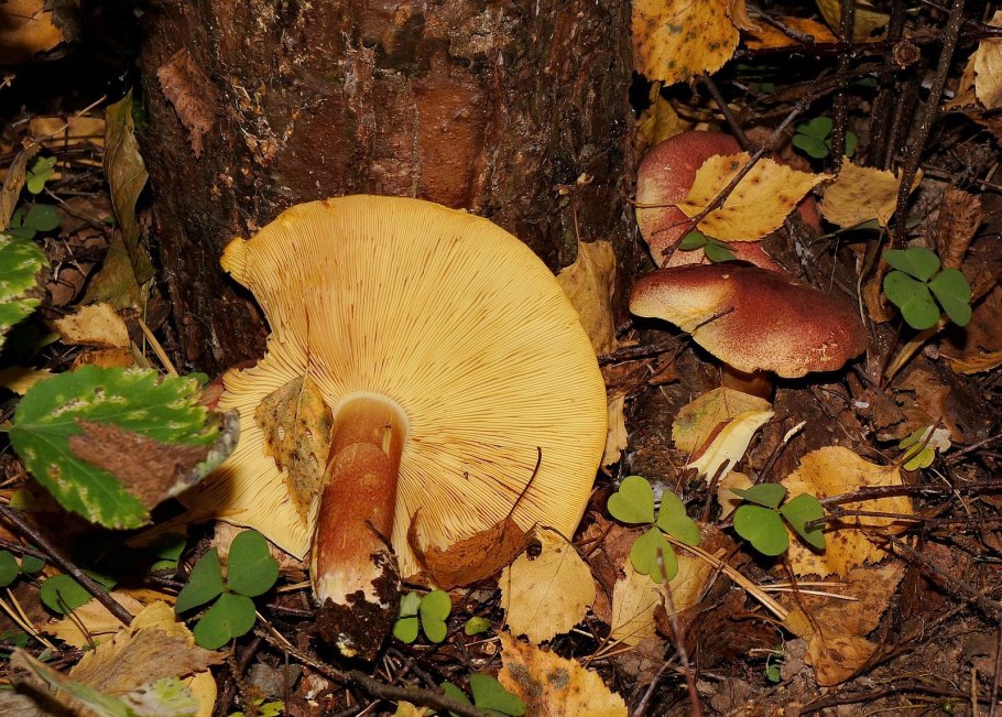 Рядовка серая Tricholoma portentosum.