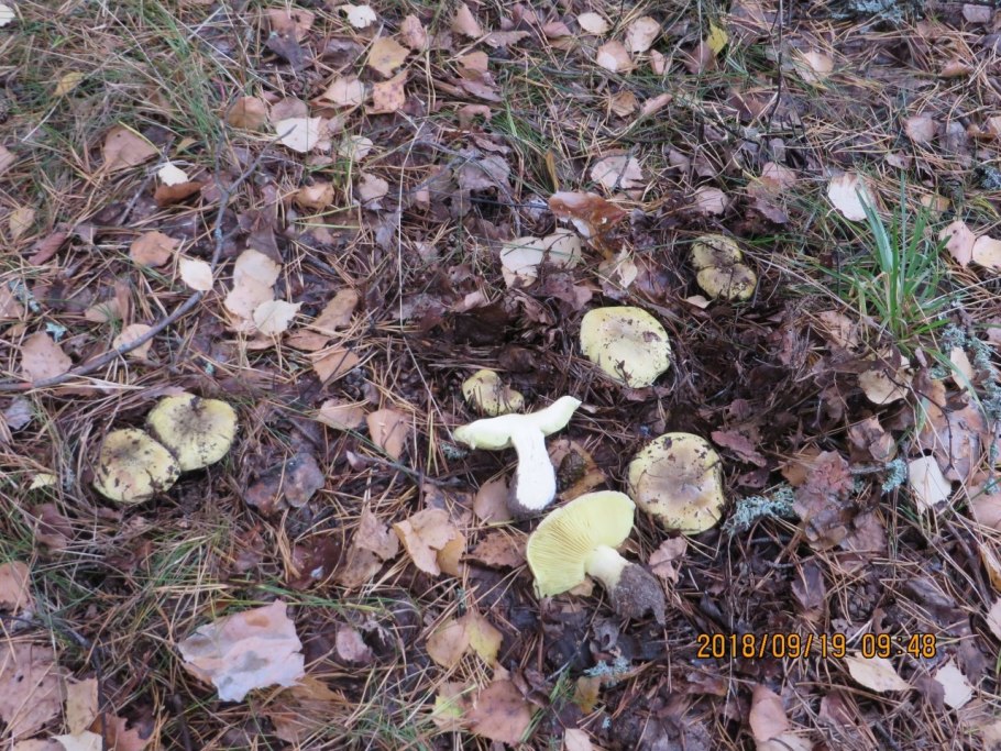 Tricholoma myomyces