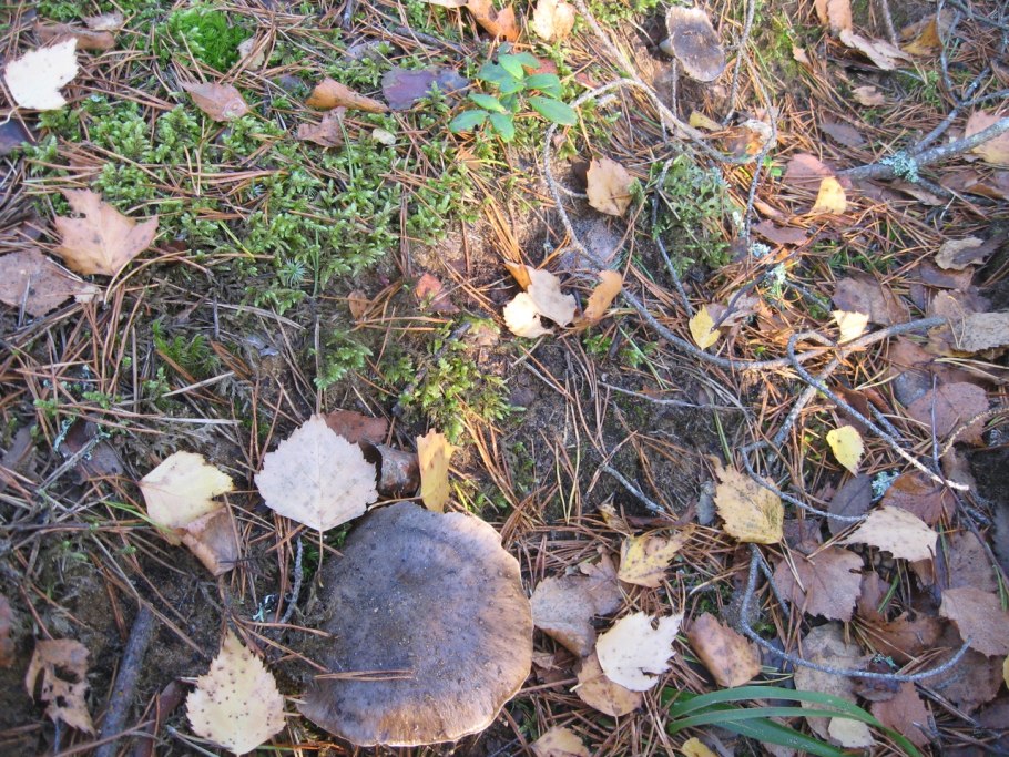 Серая рядовка Лесная