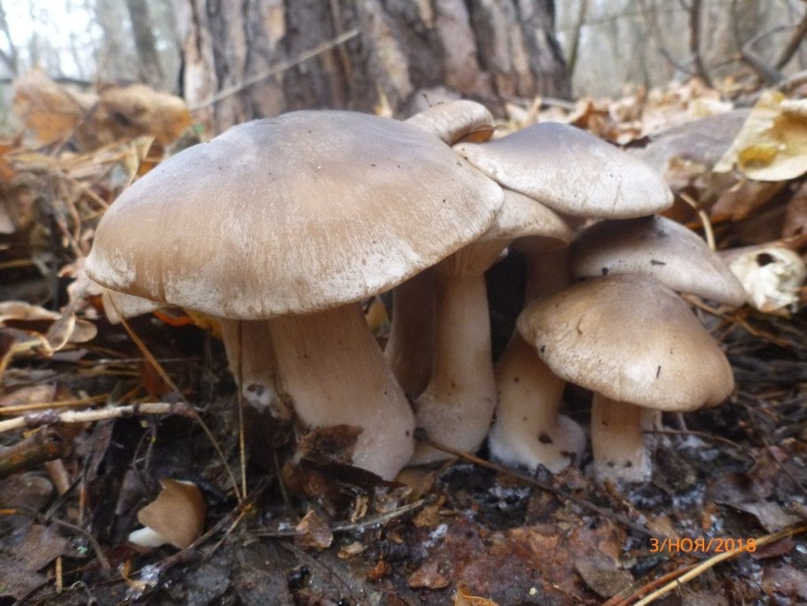 Грибы растущие в октябре