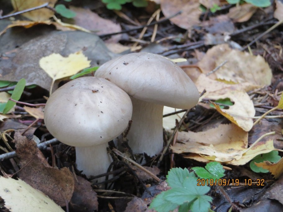 Рядовка Чешуйчатая Tricholoma imbricatum