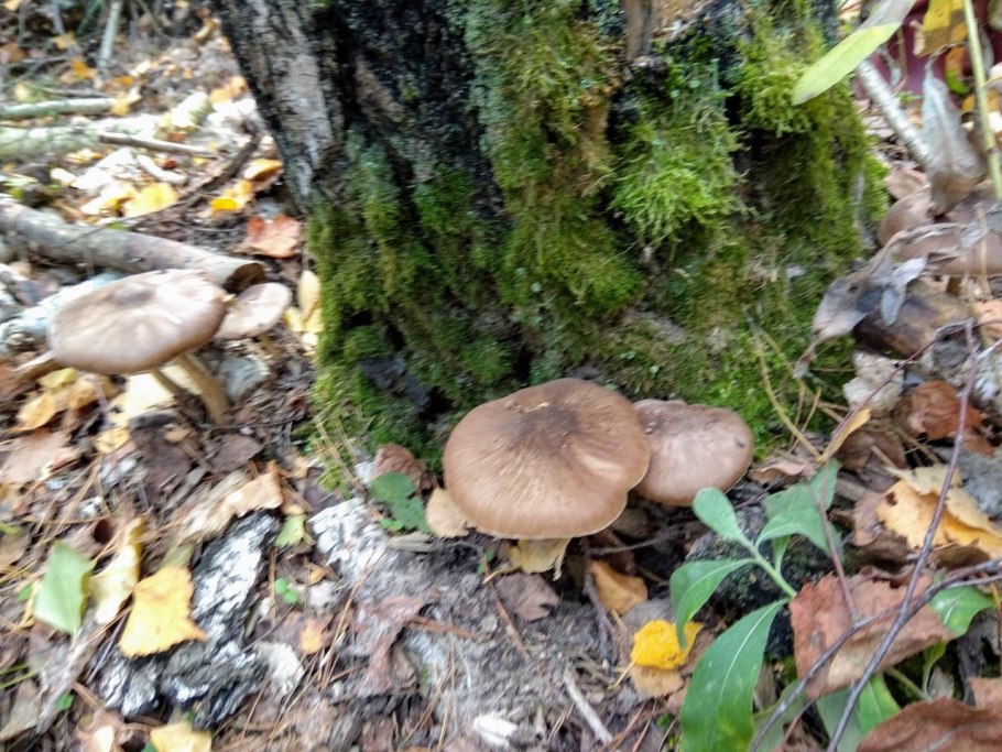 Рядовка серая Tricholoma portentosum.