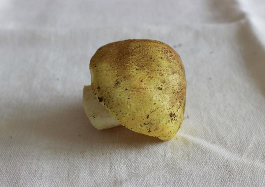 Гриб Russula cyanoxantha