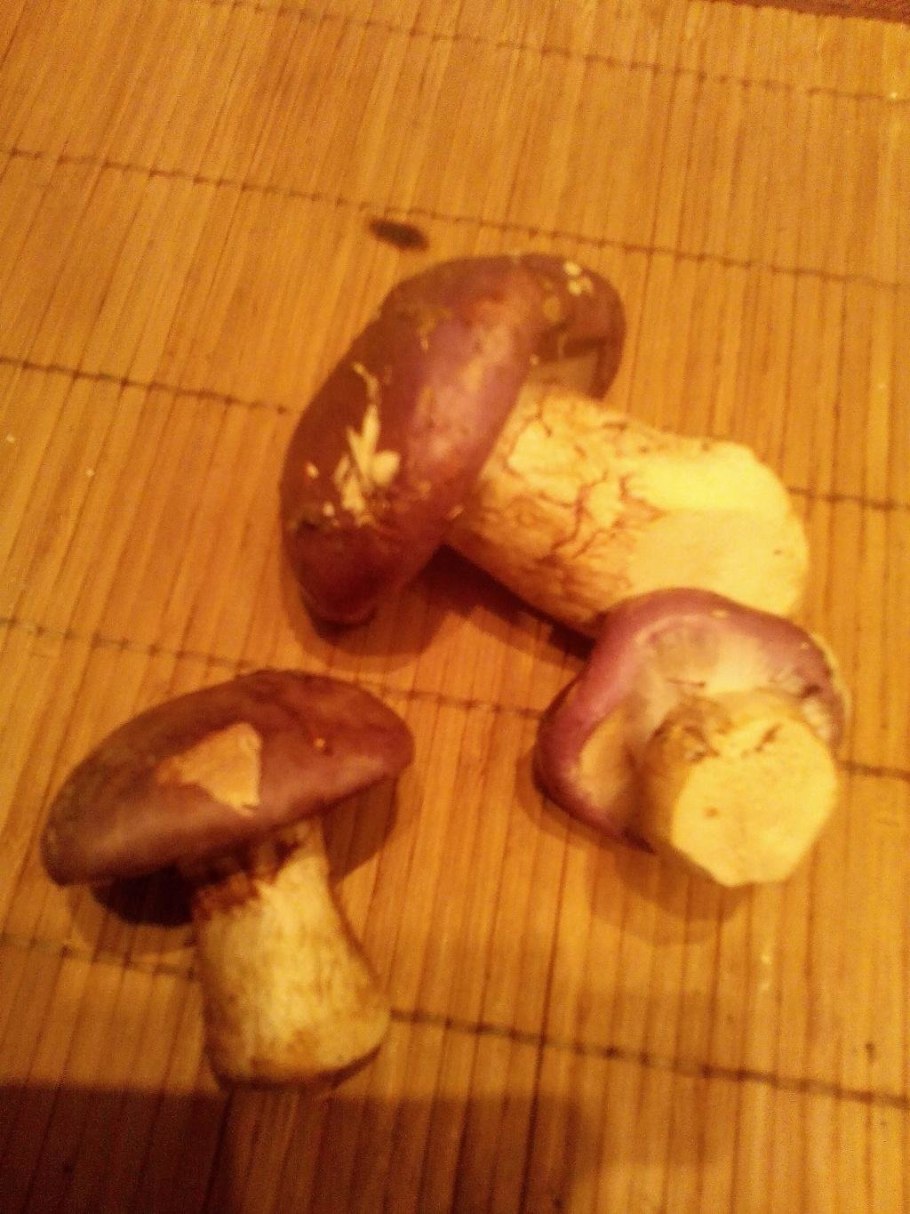 Гриб с толстой ножкой