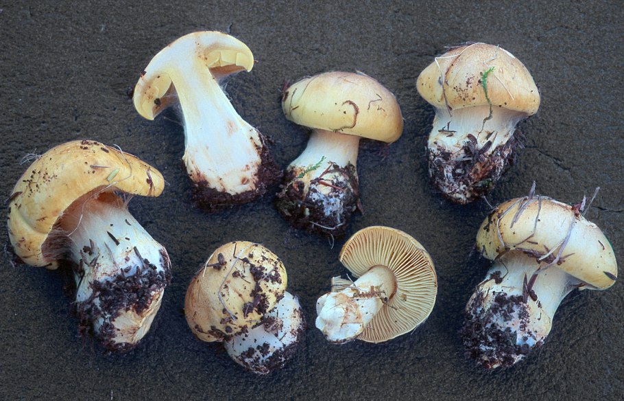 Паутинник голубовато-опоясанный Cortinarius balteatocumatilis