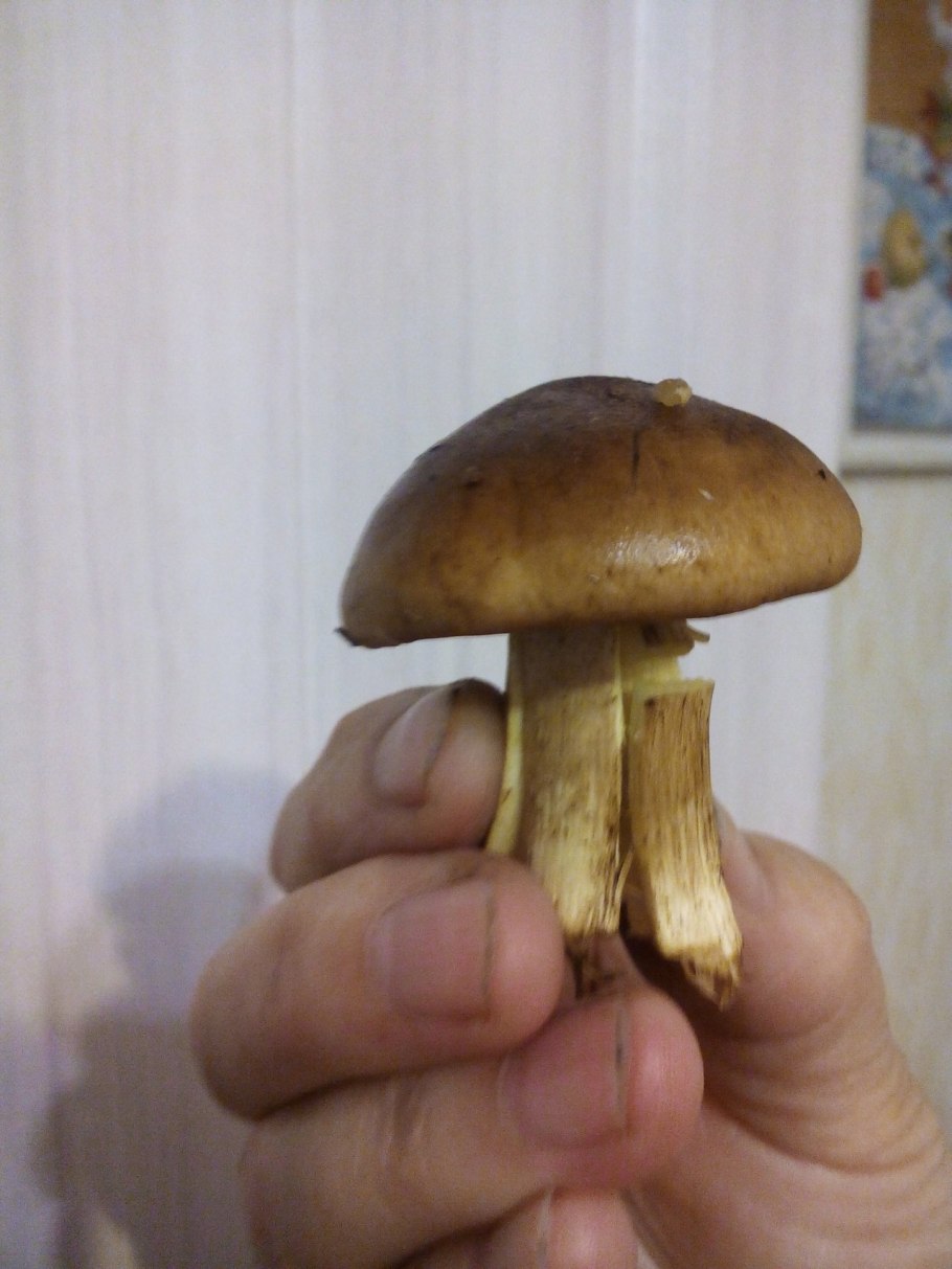 Cortinarius mucosus