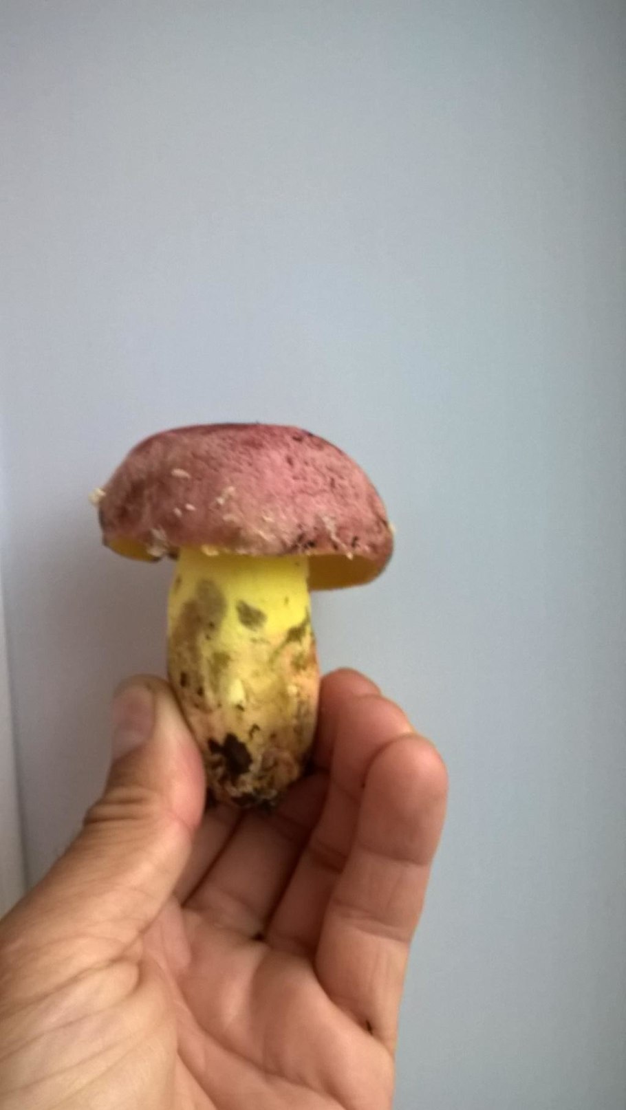 Гриб с желтой ножкой