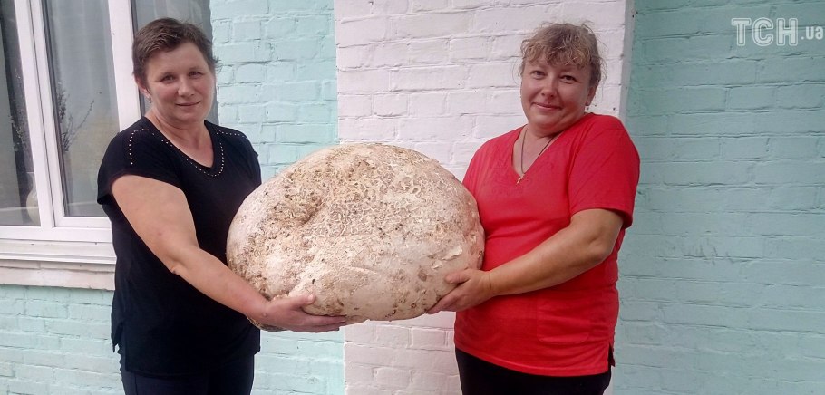 Самый гигантский гриб в мире