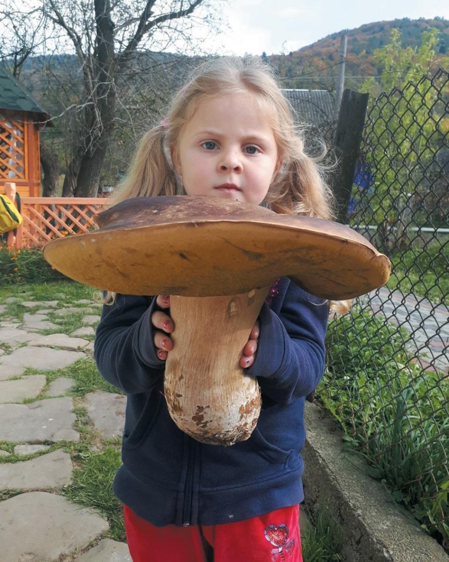 Гриб гигант мексиканский гриб гигант