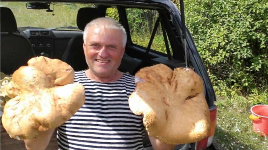 Белый гриб гигант