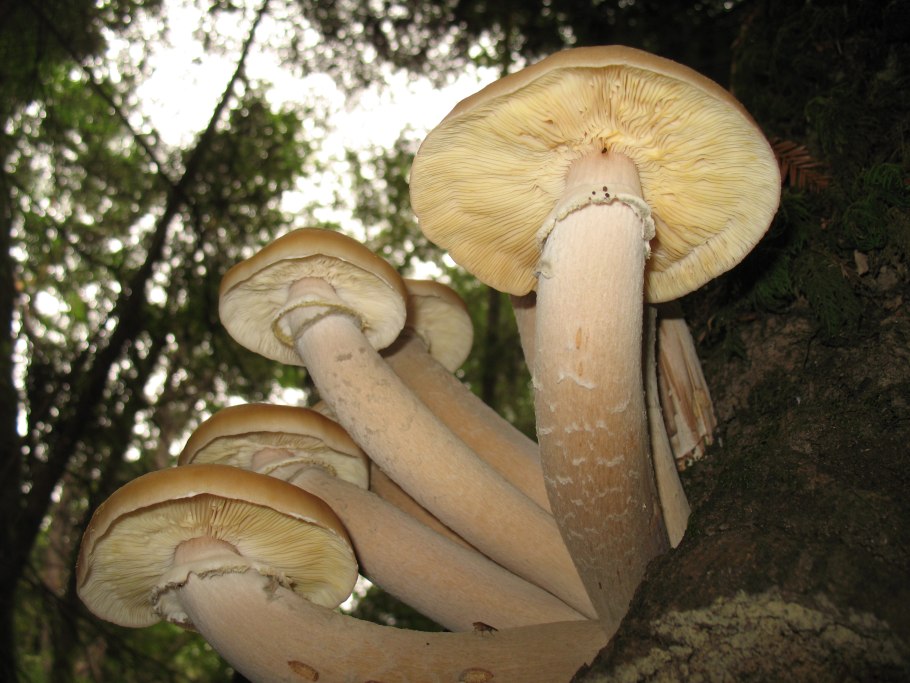 Гриб армилярия (Armillaria ostoyae)