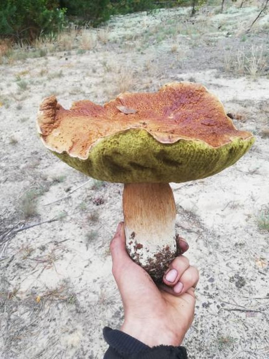 Белый гриб великан фото