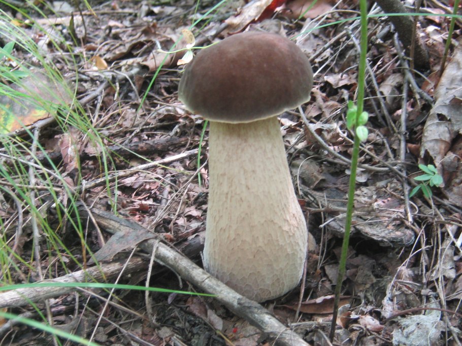 Гриб великан в Ярославской области