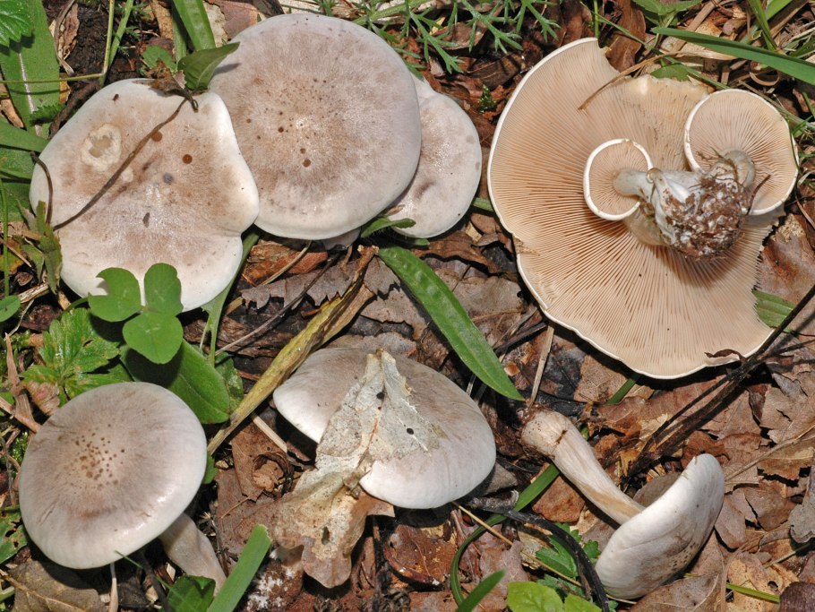 Lepista luscina гриб