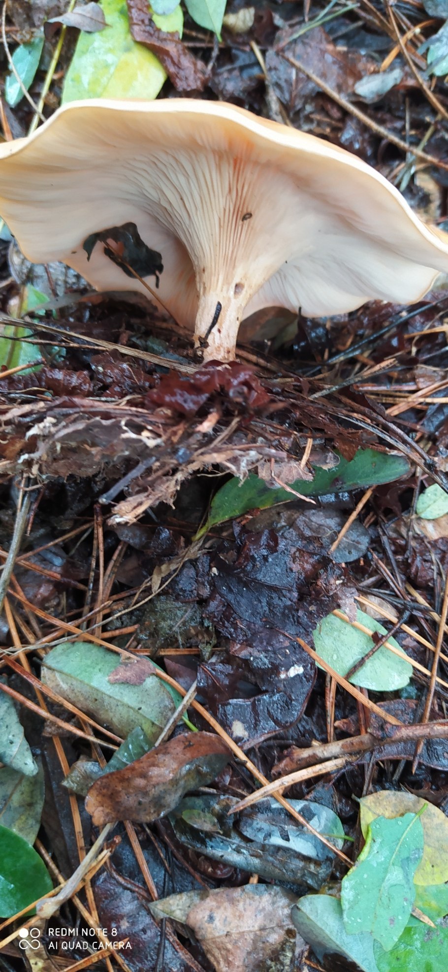 Говорушка буро-желтая рядовка