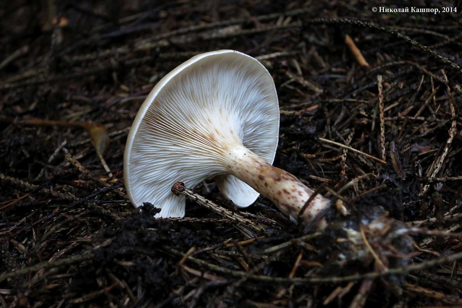 Говорушка буро-желтая Clitocybe Gilva