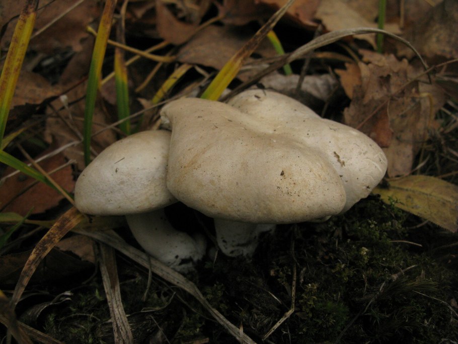 Ивишень гриб clitopilus prunulus