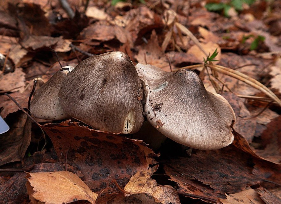 Рядовка серая tricholoma portentosum