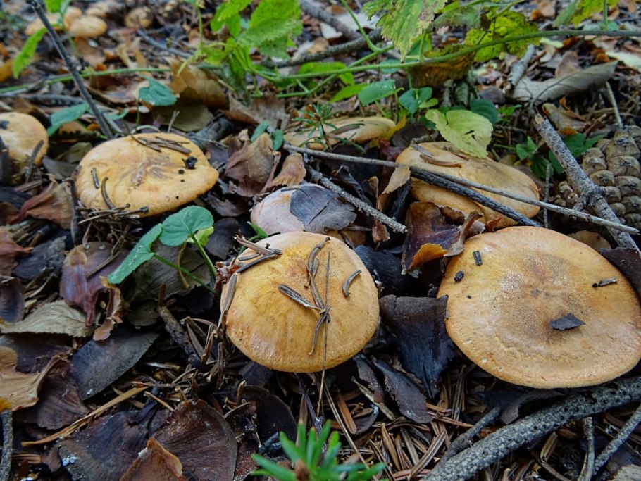 Tricholoma flavobrunneum
